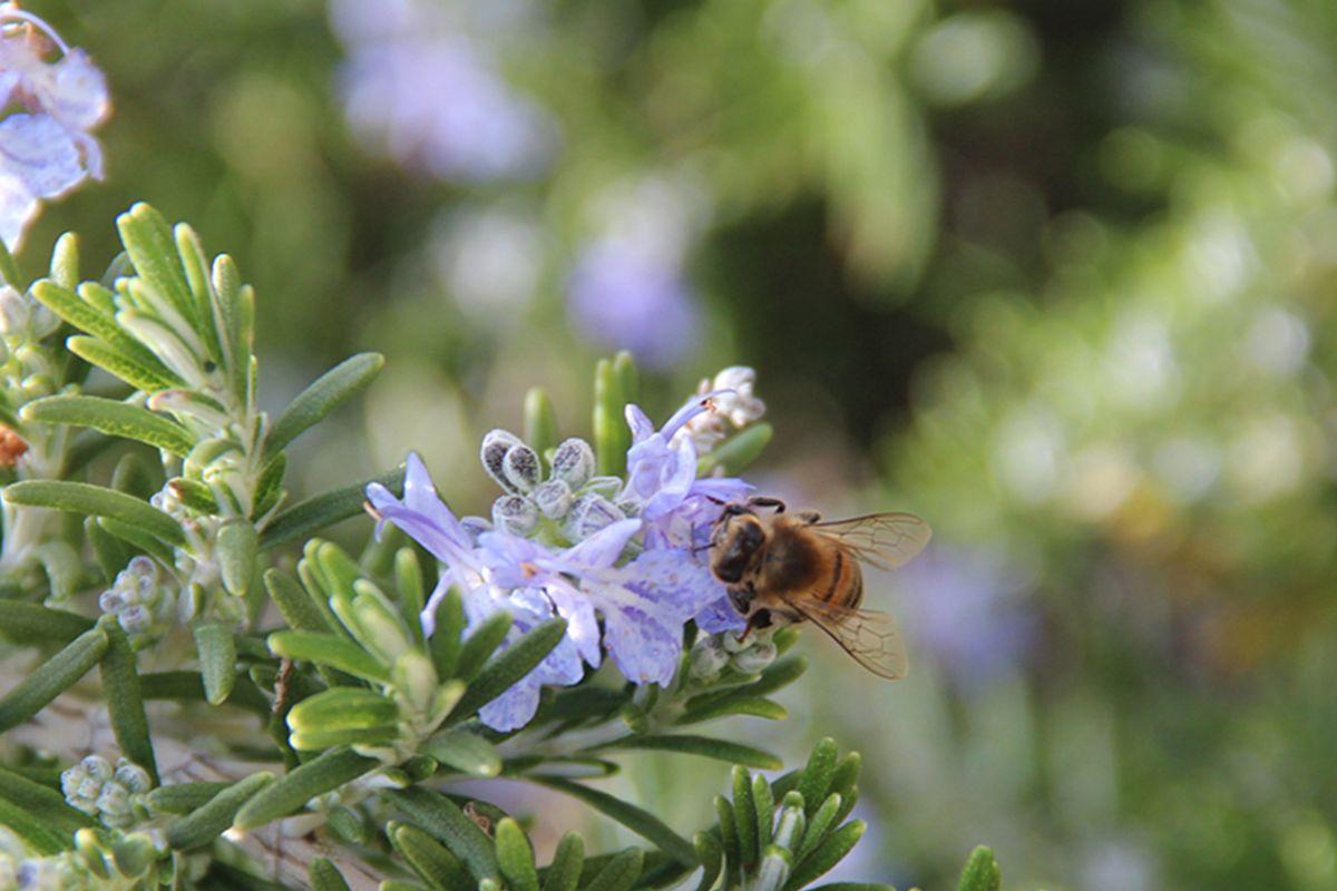 Abeille sur romarin