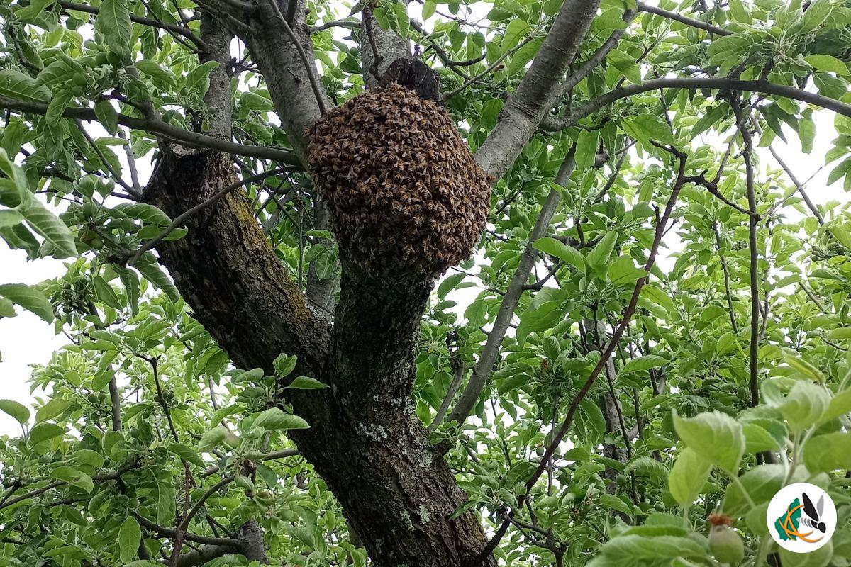 Essaim d'abeilles dans un arbre