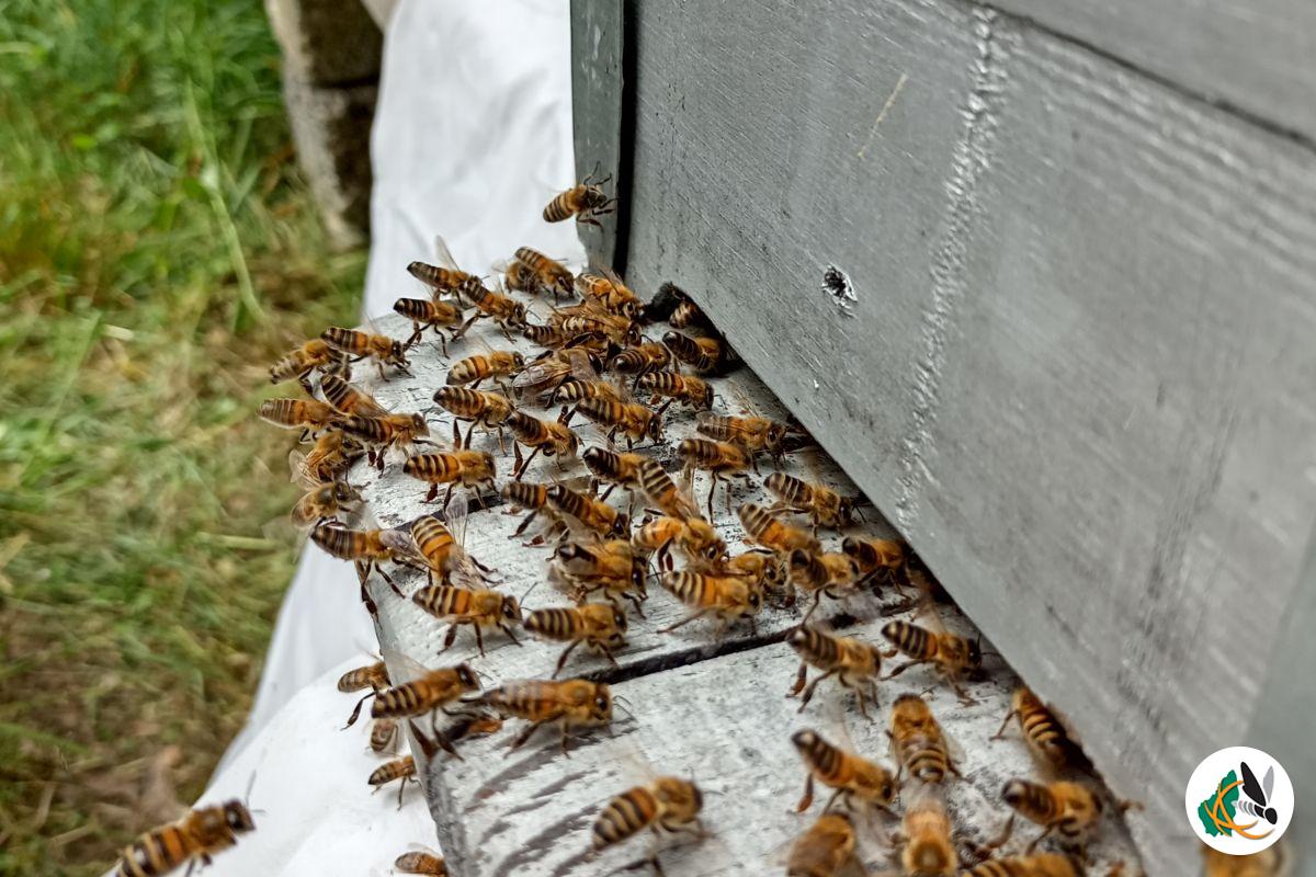 Les abeilles battent le rappel