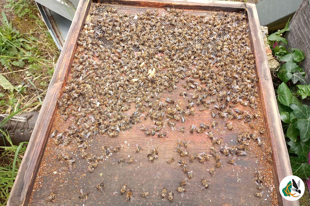 Mortalité abeilles pesticides