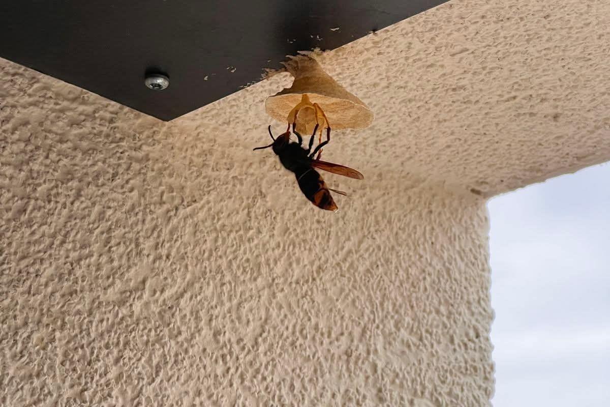 Plan frelon asiatique