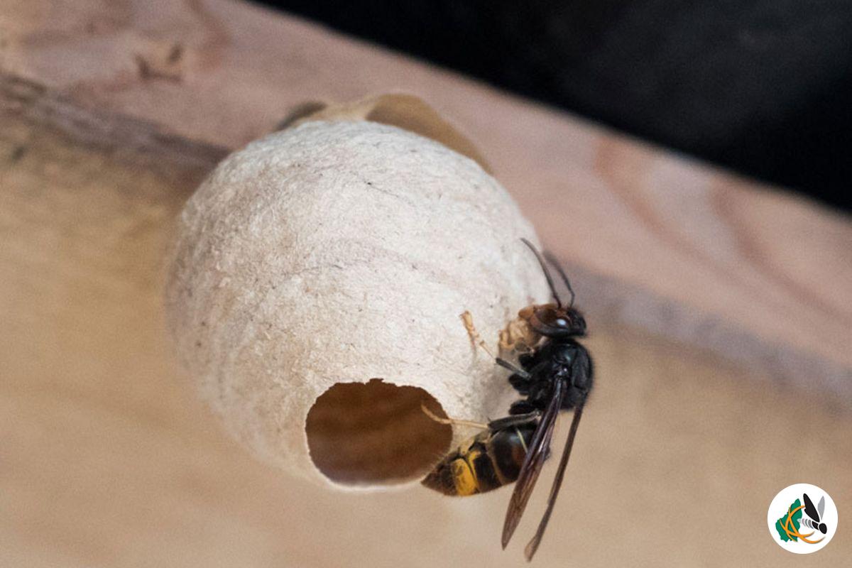 Suivi frelons asiatiques en Ardèche